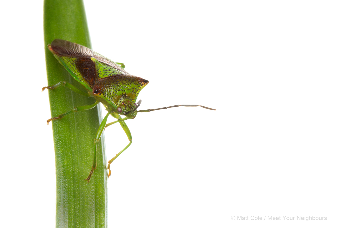 MYN Shieldbug 2